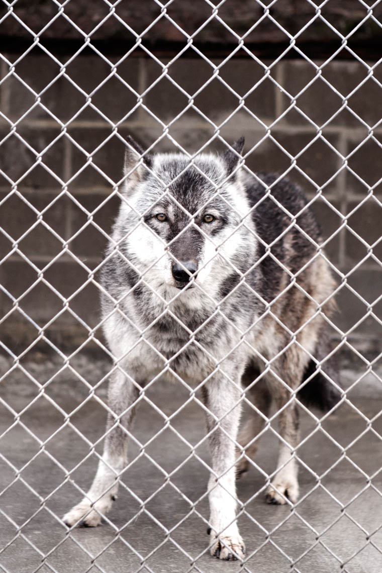 Angola Prison - Wolf